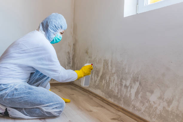 Licensed Mold Inspection service in Mifflin, PA - WQB Mold Removal